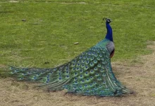 باغ پرندگان شیراز؛جایی برای تماشای بهشت پرندگان