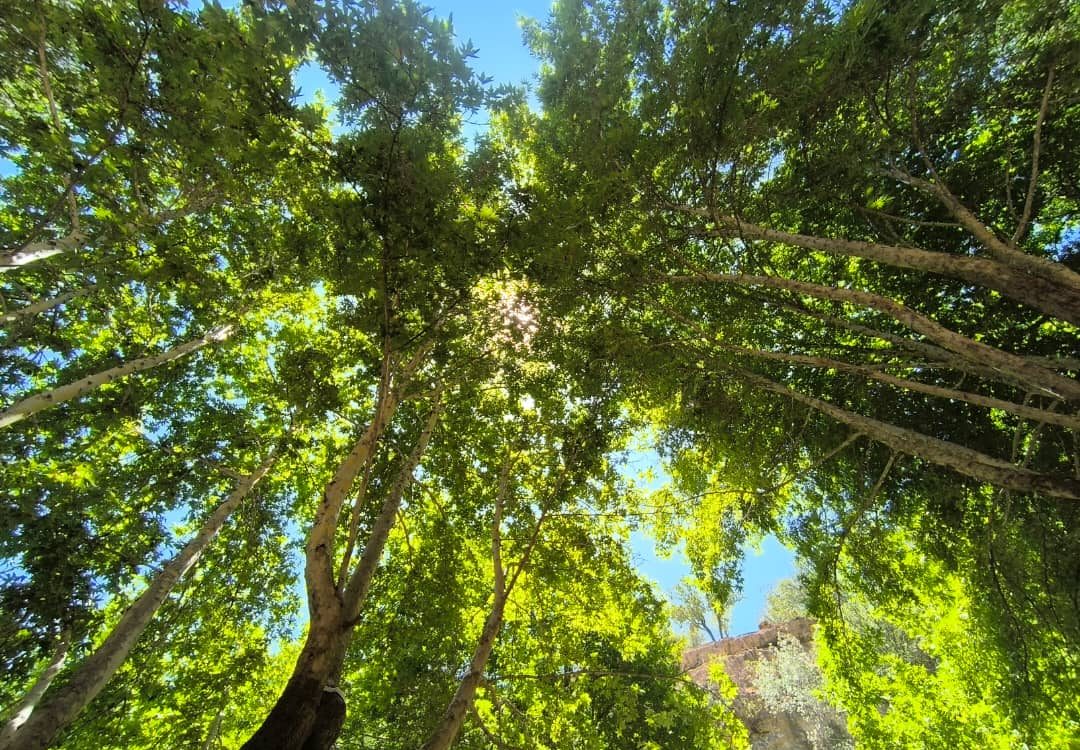 ده گردو کجاست ؟