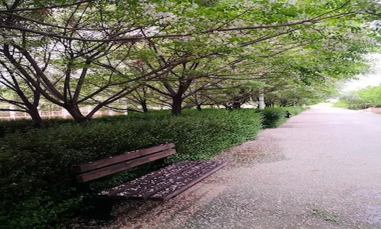 امکانات فرهنگی و اجتماعی پارک مادر شیراز 