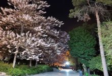 باغ ملی شیراز