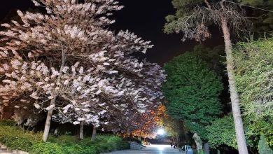 باغ ملی شیراز