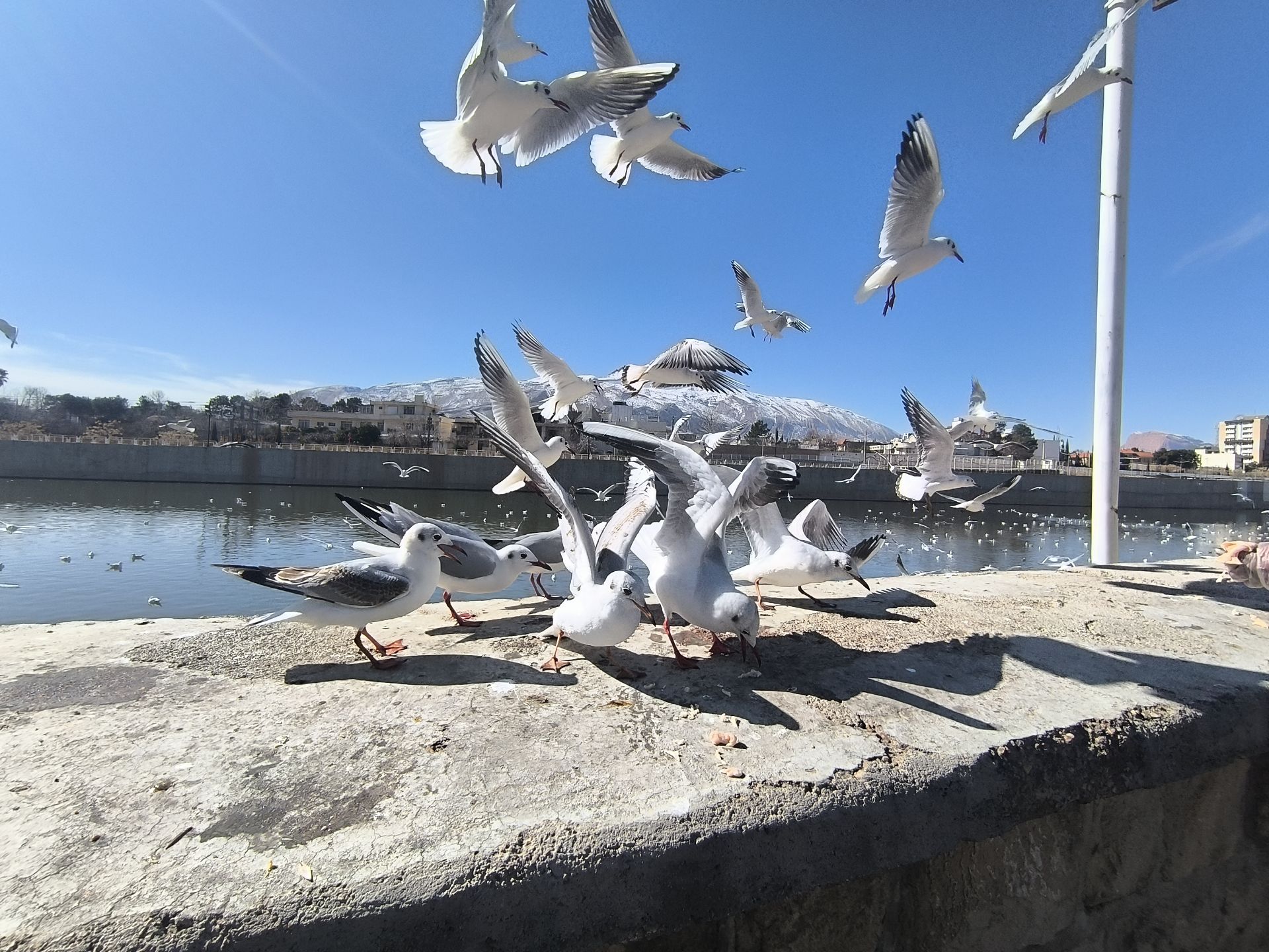 مرغ دریایی شیراز