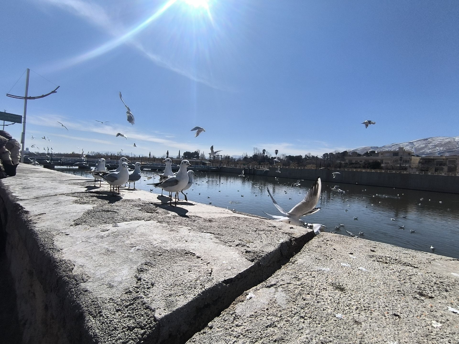 مرغ دریایی شیراز