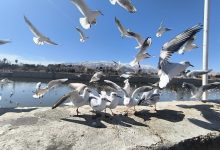 مرغ دریایی شیراز