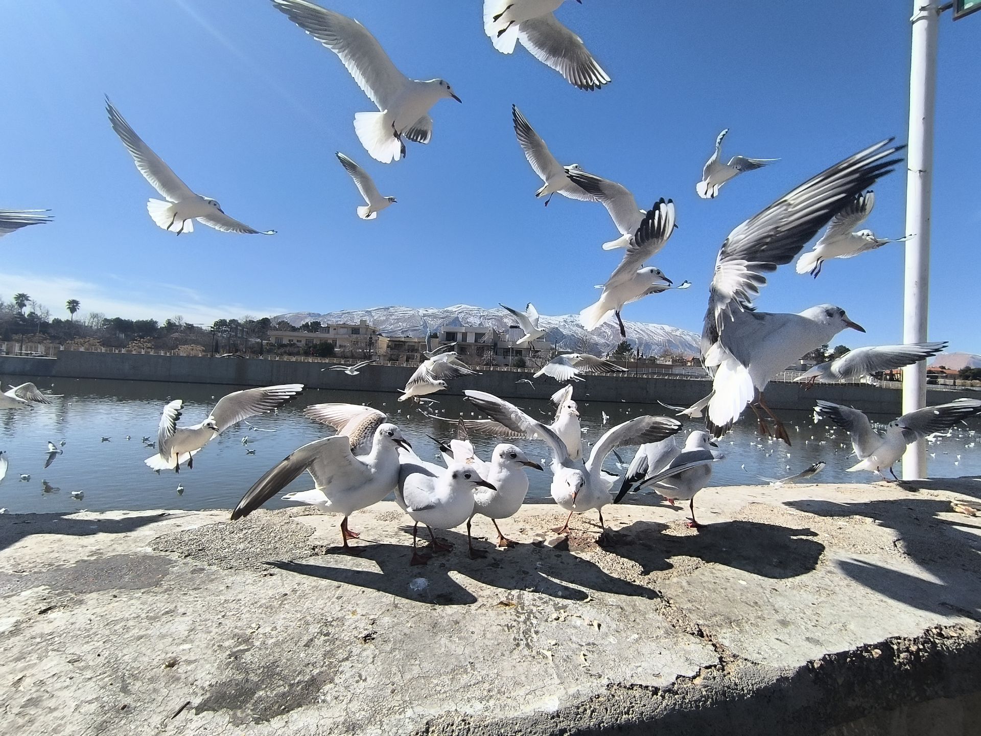مرغ دریایی شیراز
