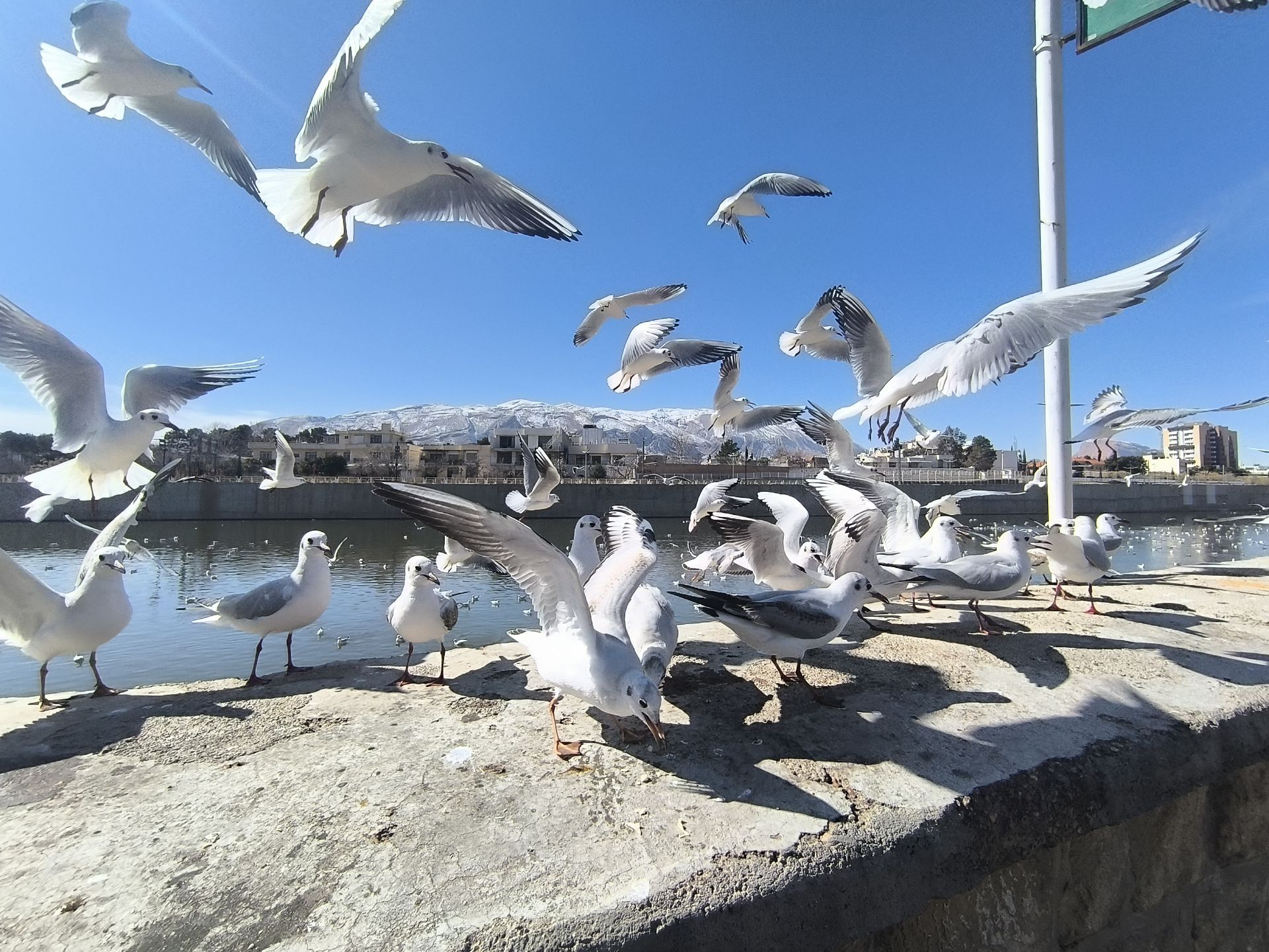 مرغ دریایی شیراز