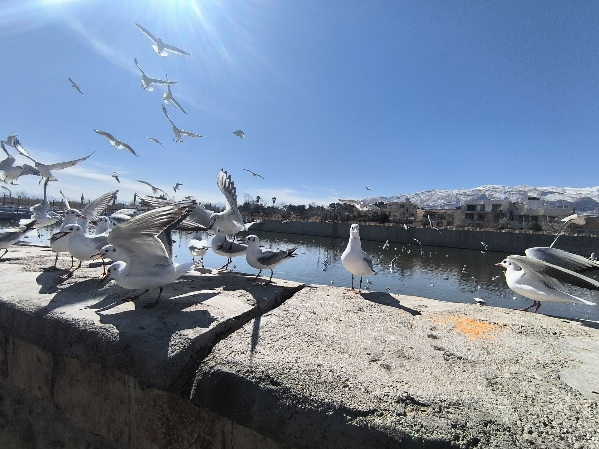 مرغ دریایی شیراز