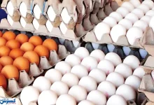 تخم مرغ رسماً رکورد گرانی را زد