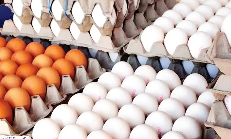 تخم مرغ رسماً رکورد گرانی را زد