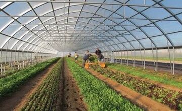 افتتاح و کلنگ زنی ۱۹ طرح گلخانه ای در فارس