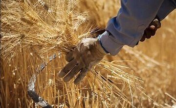 خبر مهم برای گندمکاران/ قیمت واقعی خرید گندم اعلام شد