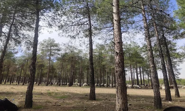 پارک جنگلی زرقان شیراز 