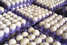قیمت تخم مرغ
