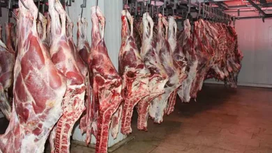 قیمت گوشت قرمز