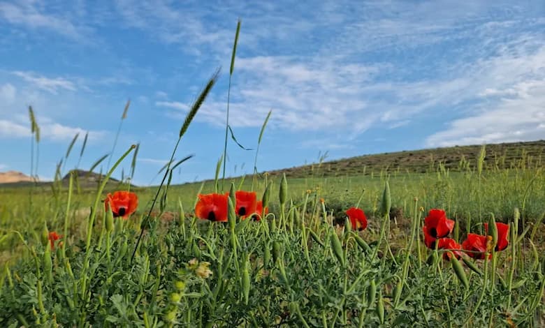 ویژگی های طبیعی پارک کوهستانی شهرک گلستان شیراز 