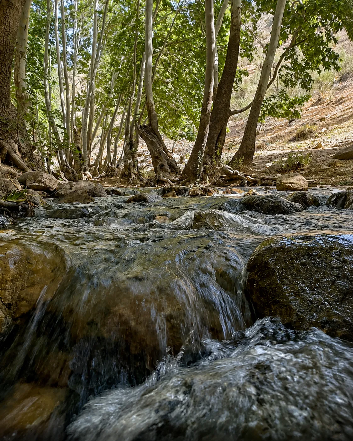 تنگ غوره دان بیضا